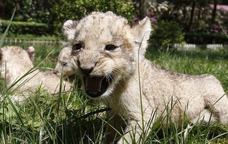 貴陽：獅子&ldquo;兄弟&rdquo;組團賣萌