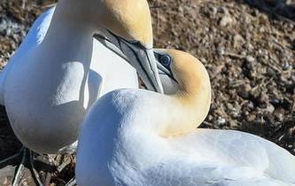 塘鵝的&ldquo;戀愛季節(jié)&rdquo;