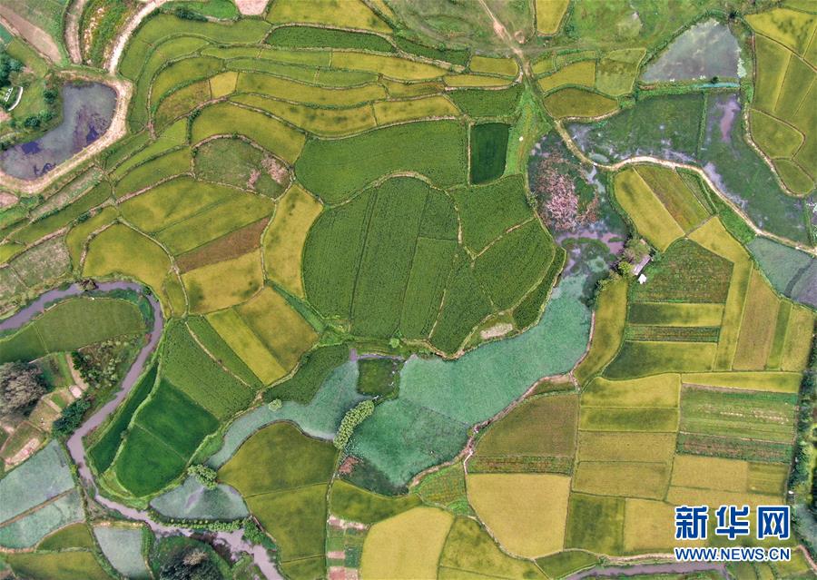 鄉村稻田&ldquo;調色板&rdquo;