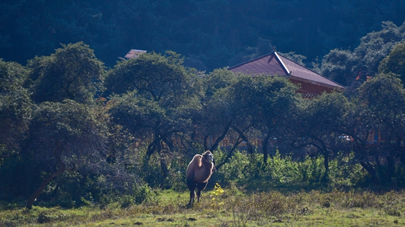 青海卡陽村:“光棍村”的華麗轉身