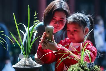 鄉(xiāng)村文化禮堂舉辦春季&ldquo;蘭花大會(huì)&rdquo;