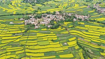 山鄉&ldquo;鑲金&rdquo; 田園如畫