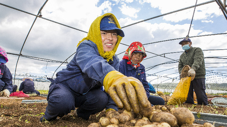 弘基小土豆變成了脫貧增收&ldquo;金蛋蛋&rdquo;