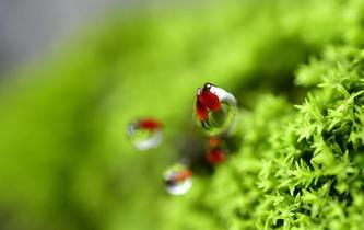 雨潤春色&ldquo;一抹紅&rdquo;