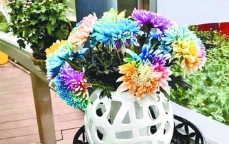 七彩炫菊開出&ldquo;彩虹&rdquo;花