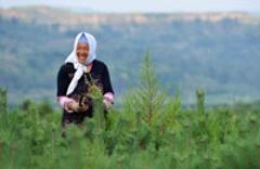 三北造林撬動苗木經濟