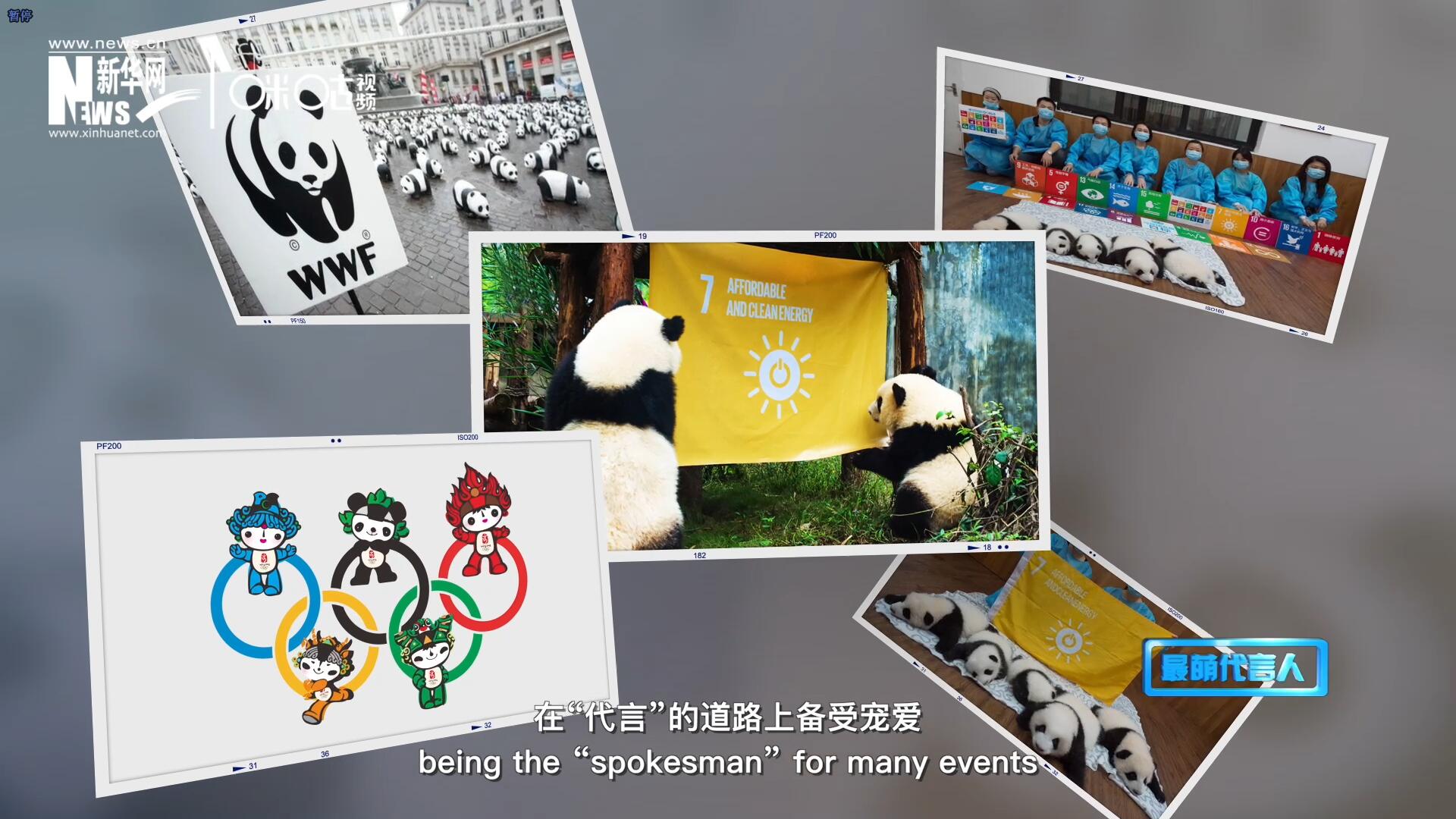 大熊貓在世界各地圈粉無數，在&ldquo;代言&rdquo;的道路上備受寵愛。