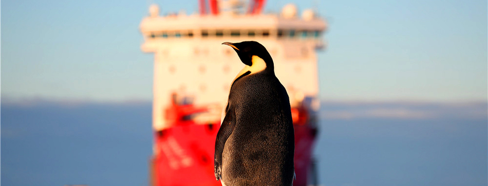 &ldquo;雪龍&rdquo;號的&ldquo;來客&rdquo;(高清)