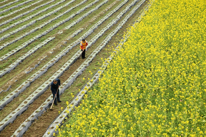 新華社評論員:防疫不誤農時，固本首在&ldquo;三農&rdquo;