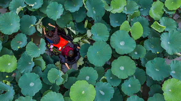 江南水鄉&ldquo;慶端午 劃菱桶&rdquo;