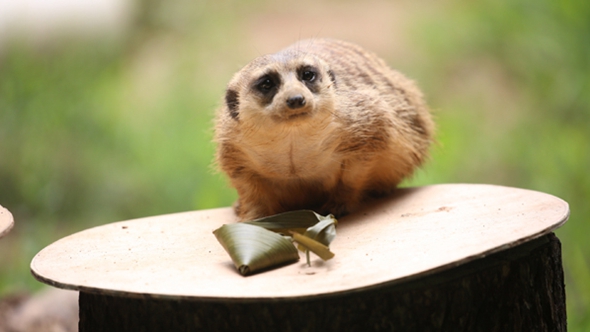 歡樂&ldquo;粽&rdquo;動員！小動物們吃上了&ldquo;專屬&rdquo;粽子