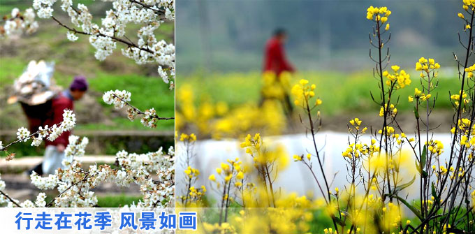 行走在花季 風景如畫