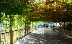 振興鄉村 臺灣&ldquo;新農人&rdquo;大有可為