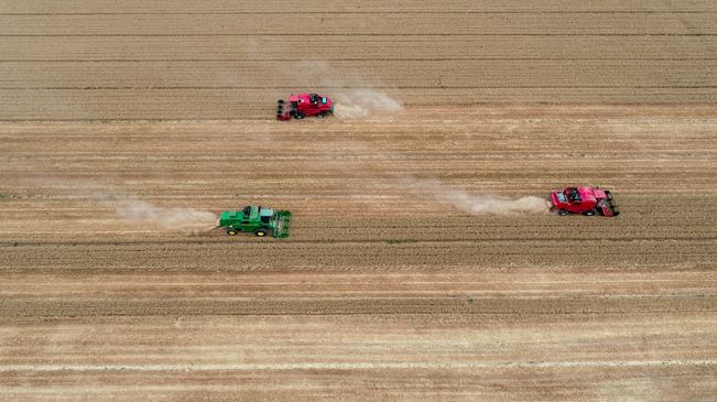 【&ldquo;飛閱&rdquo;中國】黃河兩岸，麥浪翻滾遍地金