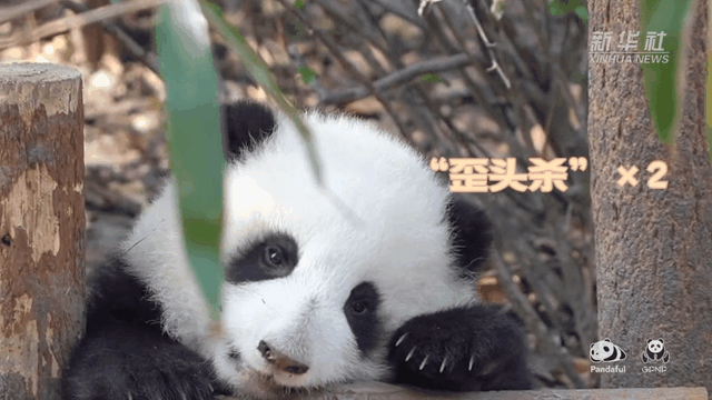 請注意，前方有滾滾發起近距離&ldquo;歪頭殺&rdquo;