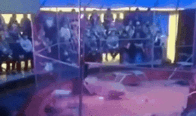 驚險！ 俄馴獸師遭失控獅子撲咬