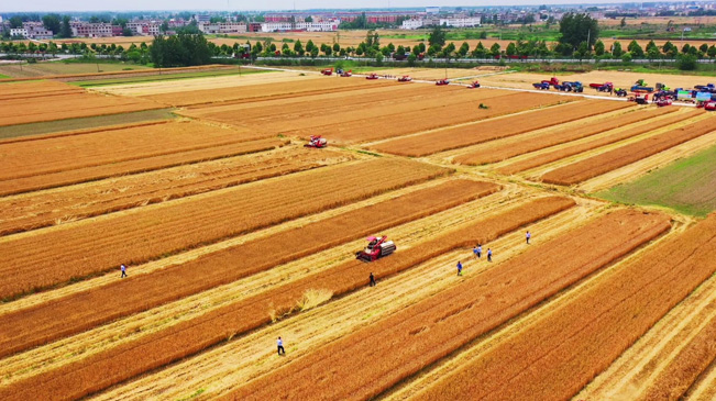 瞰豐收！風吹麥浪 &ldquo;鐵馬&rdquo;馳騁