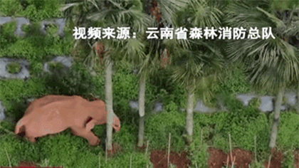 &ldquo;象&rdquo;往何處：獨象離群一個月 正&ldquo;苦練武功&rdquo;