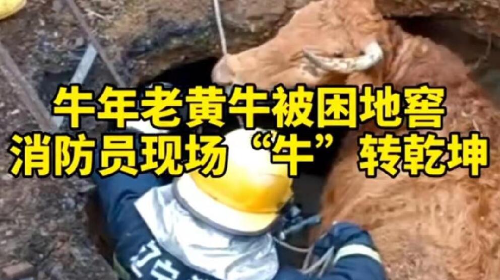 牛年老黃牛被困地窖，消防員現場&ldquo;牛&rdquo;轉乾坤！