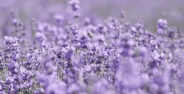 夏日美景：新疆伊犁&mdash;&mdash;薰衣草田正值盛花期