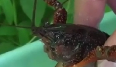 封殺！ 日本擬將小龍蝦指定為外來入侵物種