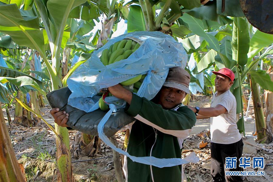 (國際·圖文互動)(3)菲律賓香蕉“北上”記