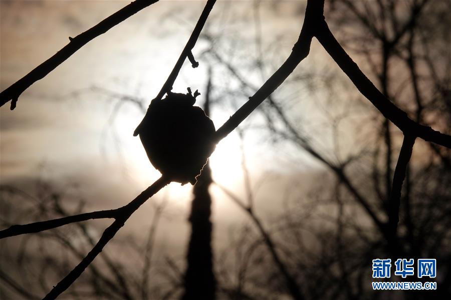 (國際·圖文互動)(10)一場山火,讓這個冬天格外冷——探訪美國加州山火災(zāi)區(qū)