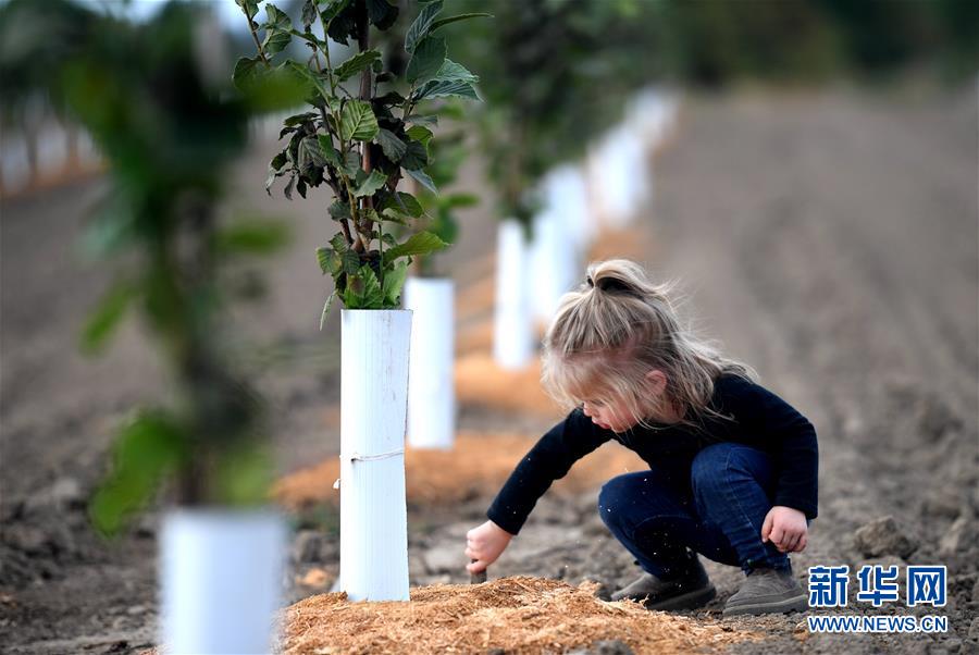 (國際·圖文互動)(10)“這些樹寄托著我們對中國市場的信心”——探訪美俄勒岡州榛子果農(nóng)