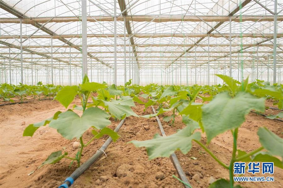 （國際&middot;&ldquo;一帶一路&rdquo;高峰論壇&middot;圖文互動）（6）荒漠正在成為瓜果飄香的綠洲&mdash;&mdash;記中國國機重工埃及現代農業溫室項目