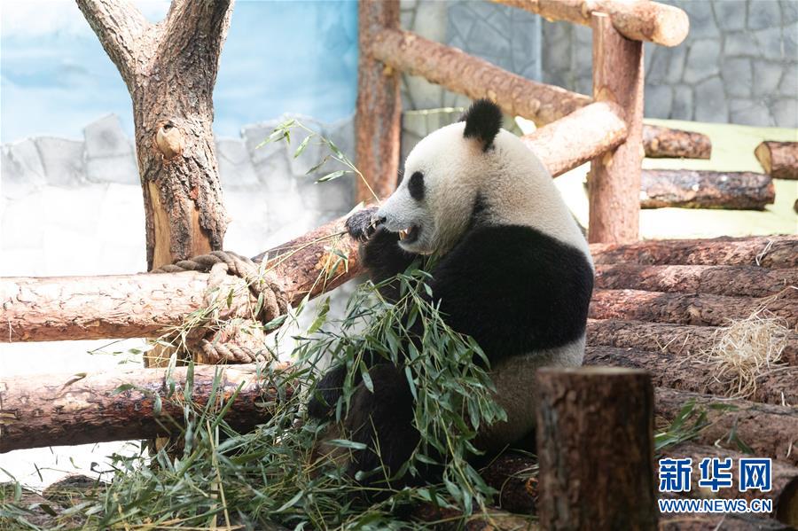 (習近平出訪配合稿·圖文互動)(3)通訊:“友誼使者”中國大熊貓入住莫斯科新家