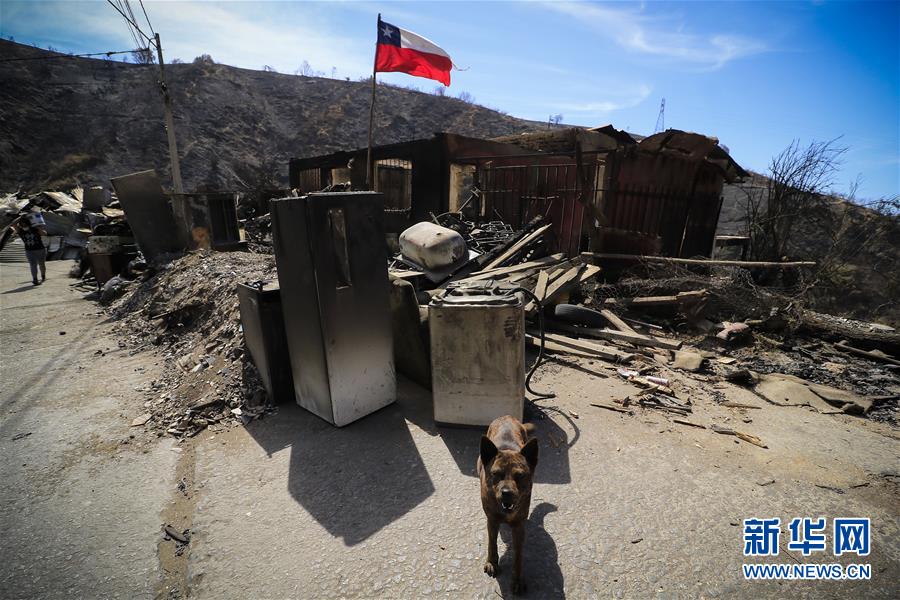 (國際·圖文互動(dòng))(1)智利瓦爾帕萊索森林大火殃及200多所房屋