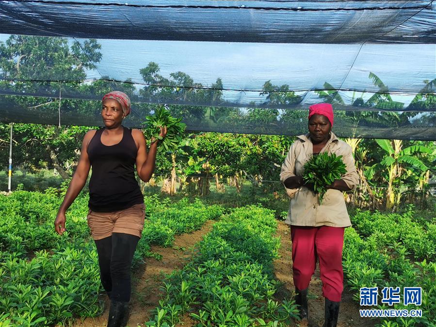 (國際·圖文互動)(1)通訊:“有機”已成古巴農民生活方式