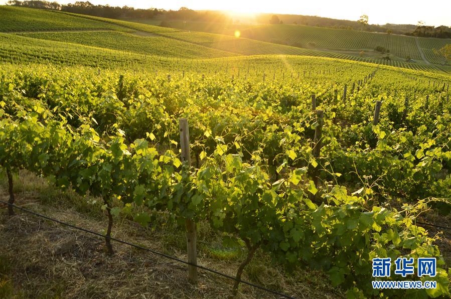 (第三屆進博會·圖文互動)(1)專訪:進博會是了解中國市場的好機會——訪澳大利亞諾瓦維塔葡萄酒集團創始人卡臣