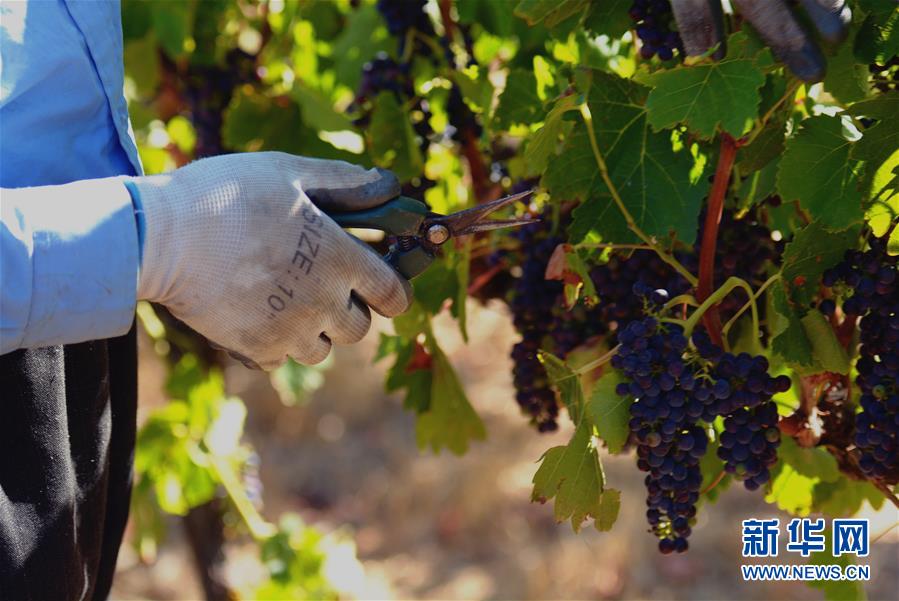 (第三屆進博會·圖文互動)(2)專訪:進博會是了解中國市場的好機會——訪澳大利亞諾瓦維塔葡萄酒集團創始人卡臣