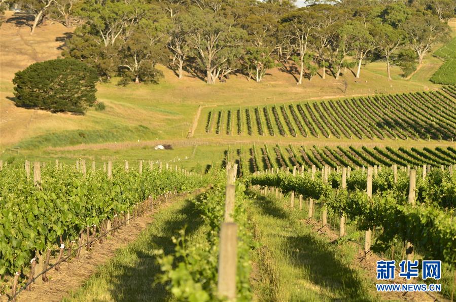 (第三屆進博會·圖文互動)(5)專訪:進博會是了解中國市場的好機會——訪澳大利亞諾瓦維塔葡萄酒集團創始人卡臣