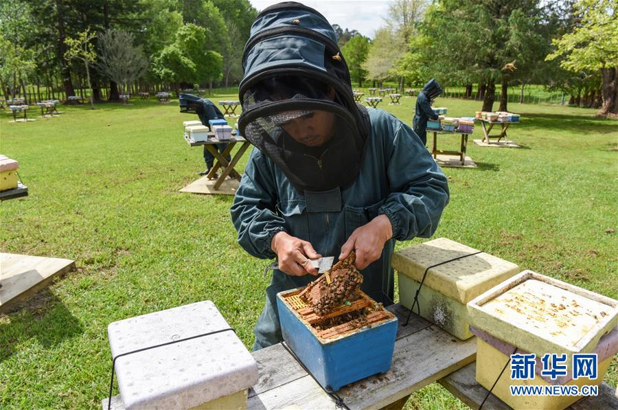 （第三屆進博會&middot;圖文互動）（7）通訊：新西蘭的進博會味道，甜