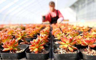 山東即墨：&ldquo;農旅多肉&rdquo;助力生態農業發展