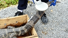 安徽涇縣：揚子鱷&ldquo;搬家&rdquo;野外