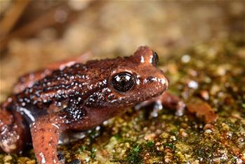 云南高黎貢山發現兩棲動物新種&ldquo;騰沖齒突蟾&rdquo;