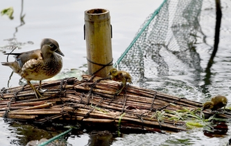 超有愛！西湖里的鴛鴦&ldquo;愛心橋&rdquo;升級